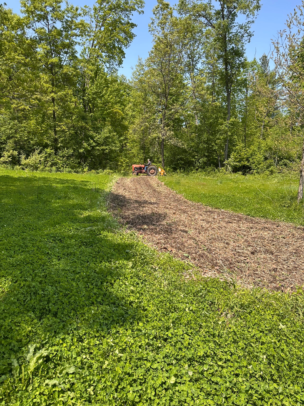 A tractor working a fresh strip for a food plot between hardwoods