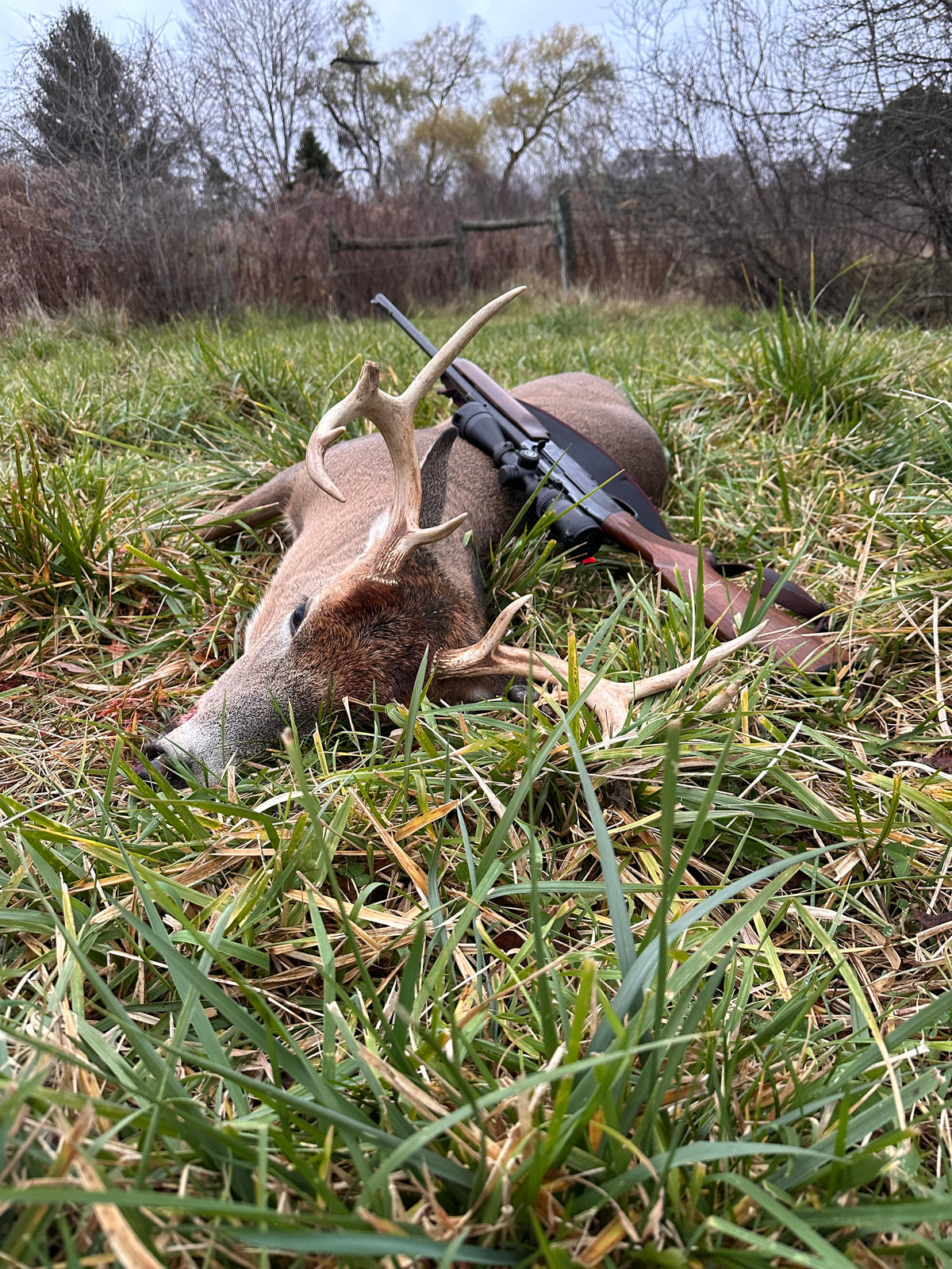 A harvested whitetail buck with a crossbow in the grass