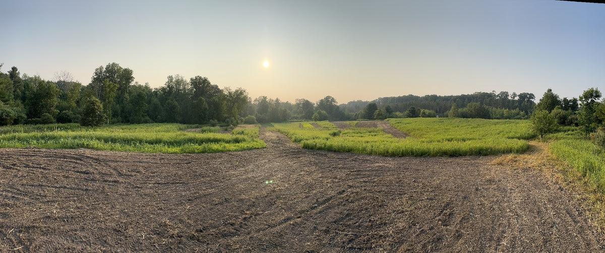 A worked field at sunrise, ready for planting, with a treeline on the horizon