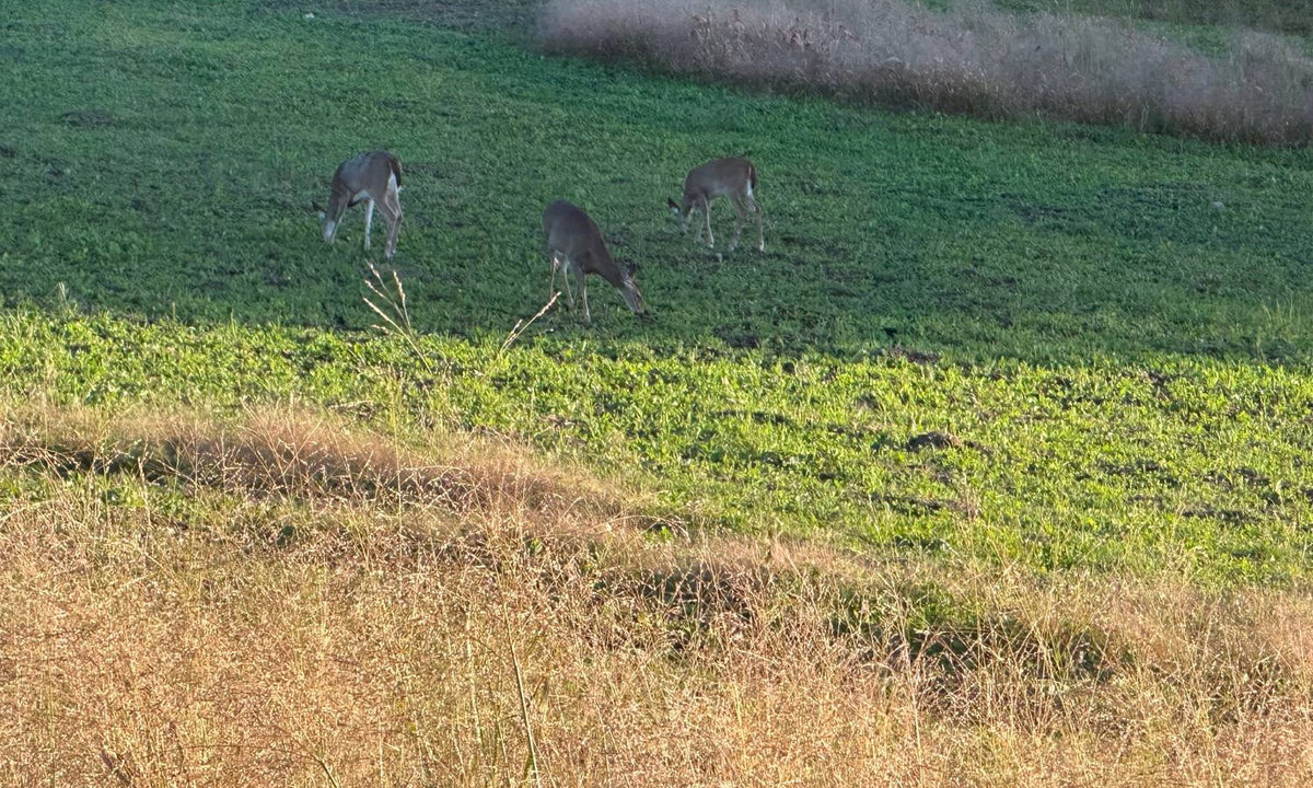 Three deer feeding in a green food plot