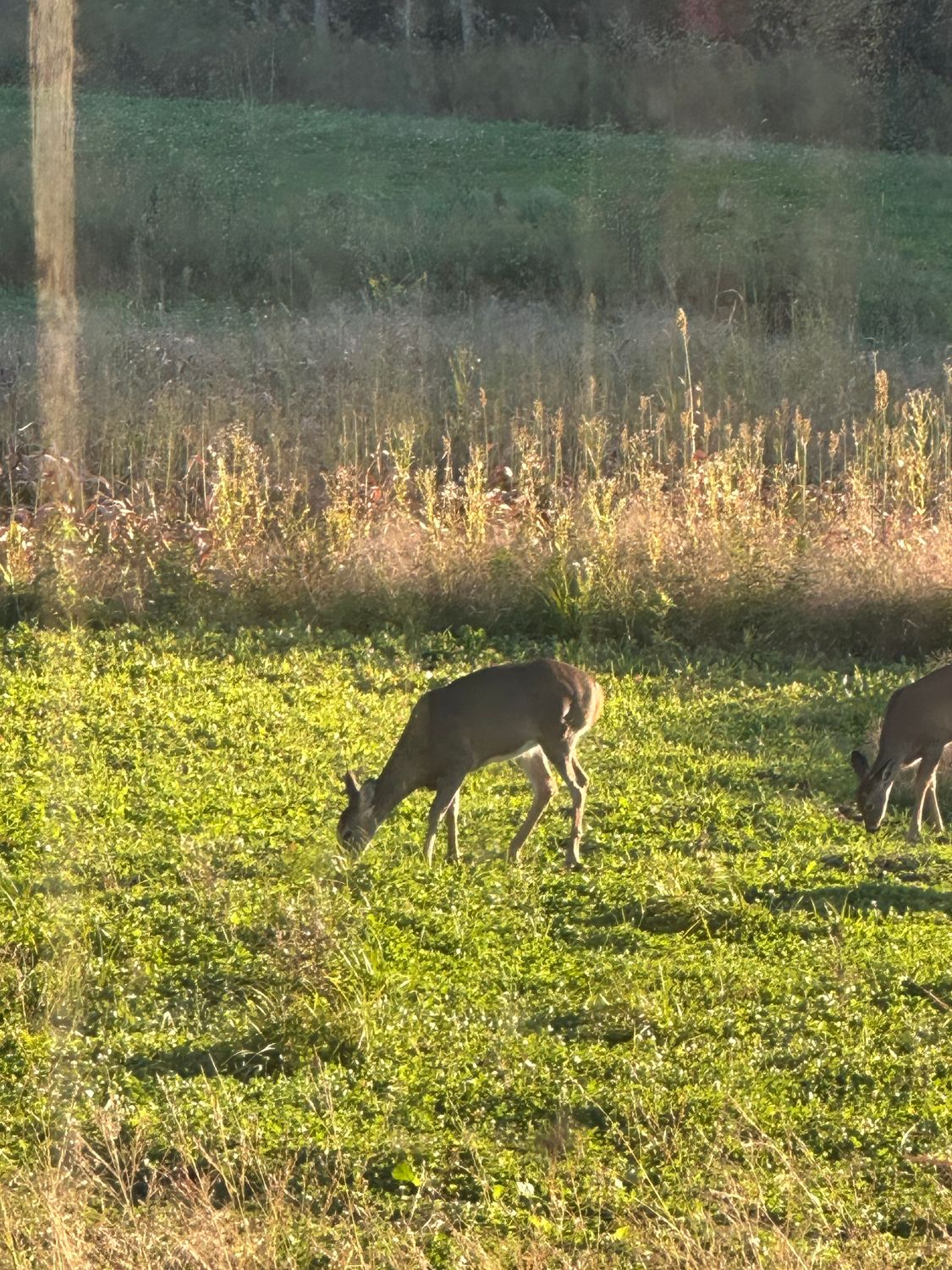 Does feeding in a food plot in evening light