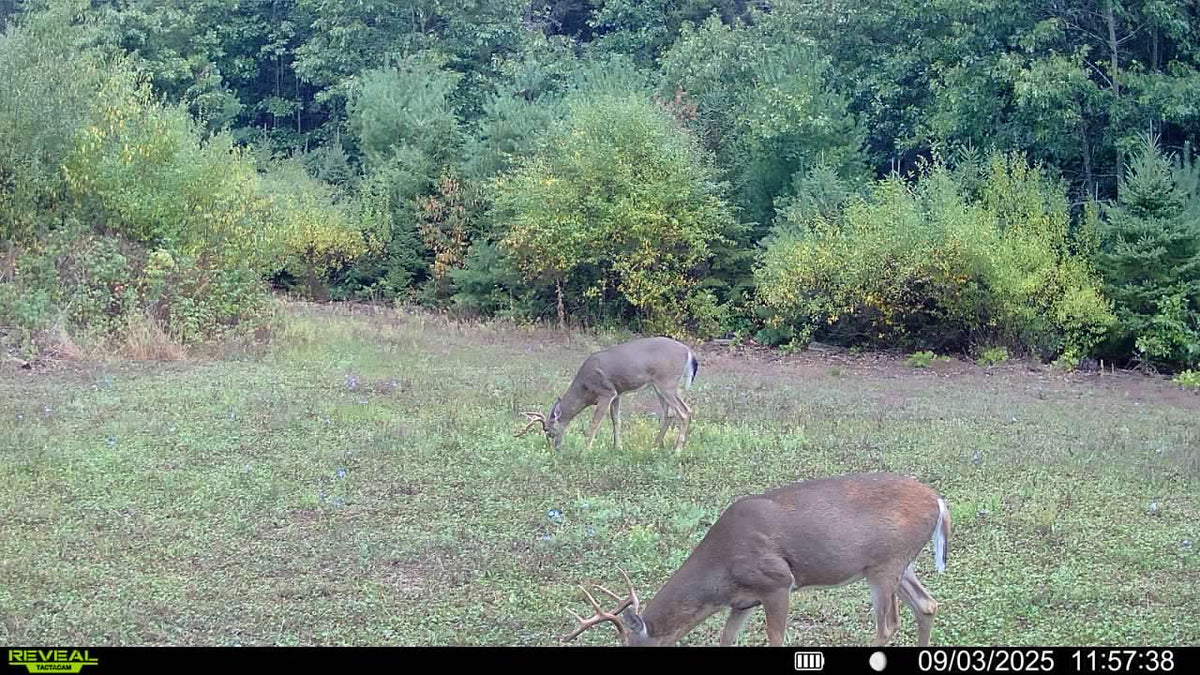 Trail camera photo of deer in a food plot