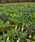 Big Boy Brassica Blend