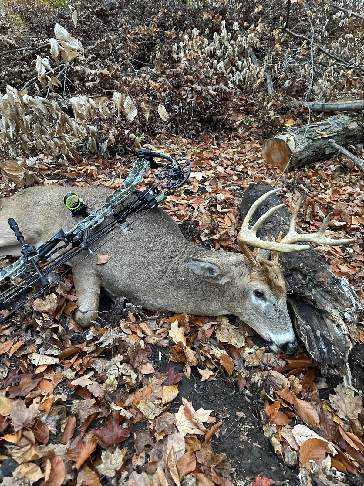 A harvested whitetail buck on fallen leaves