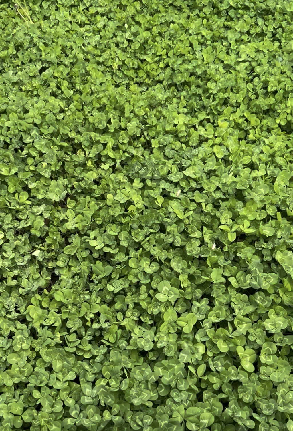 Multi-Season Clover Blend
