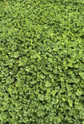 Multi-Season Clover Blend
