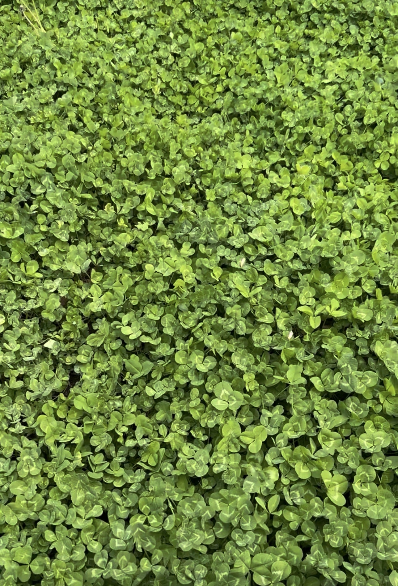 Multi-Season Clover Blend