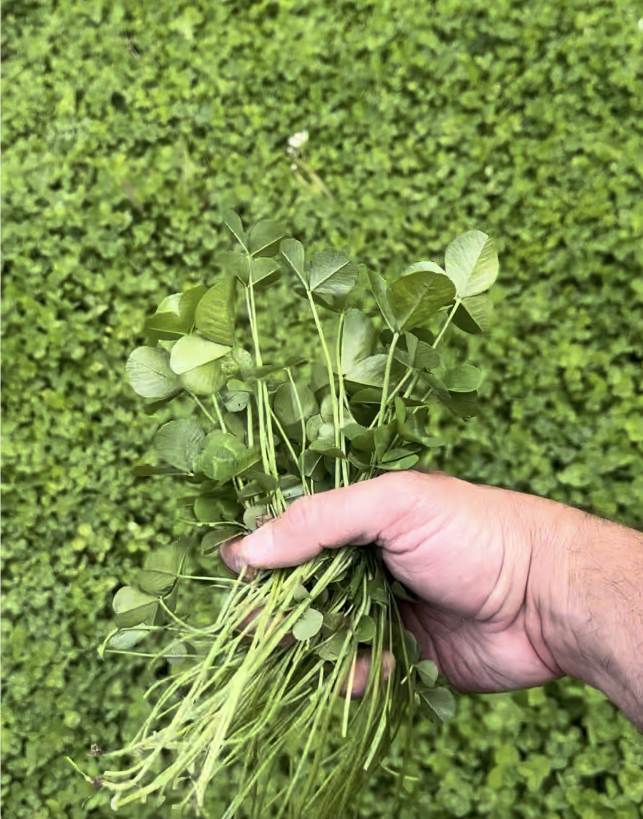 Multi-Season Clover Blend