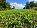 Buck Max Fall Blend