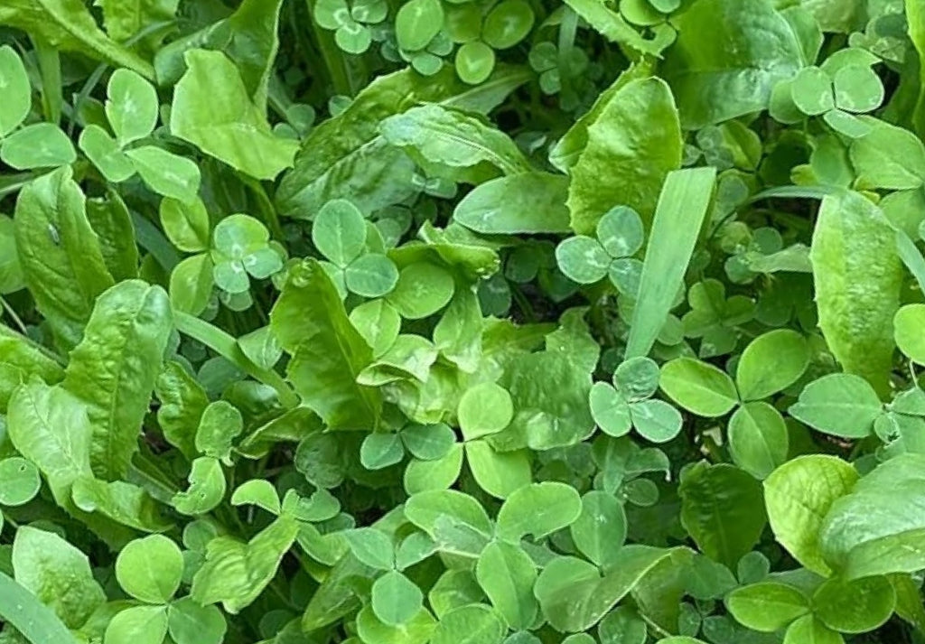 Lucky Chic Clover & Chicory Blend
