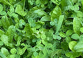 Lucky Chic Clover & Chicory Blend