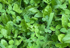 Lucky Chic Clover & Chicory Blend