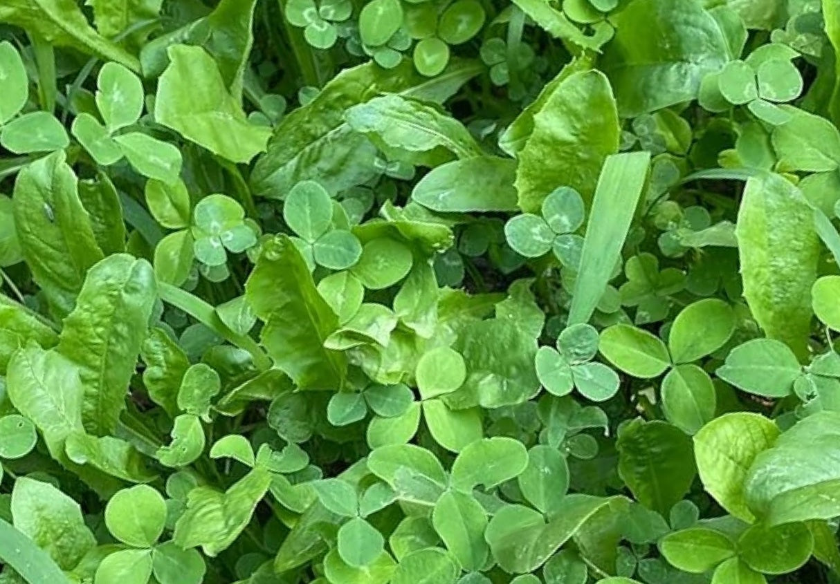 Lucky Chic Clover & Chicory Blend