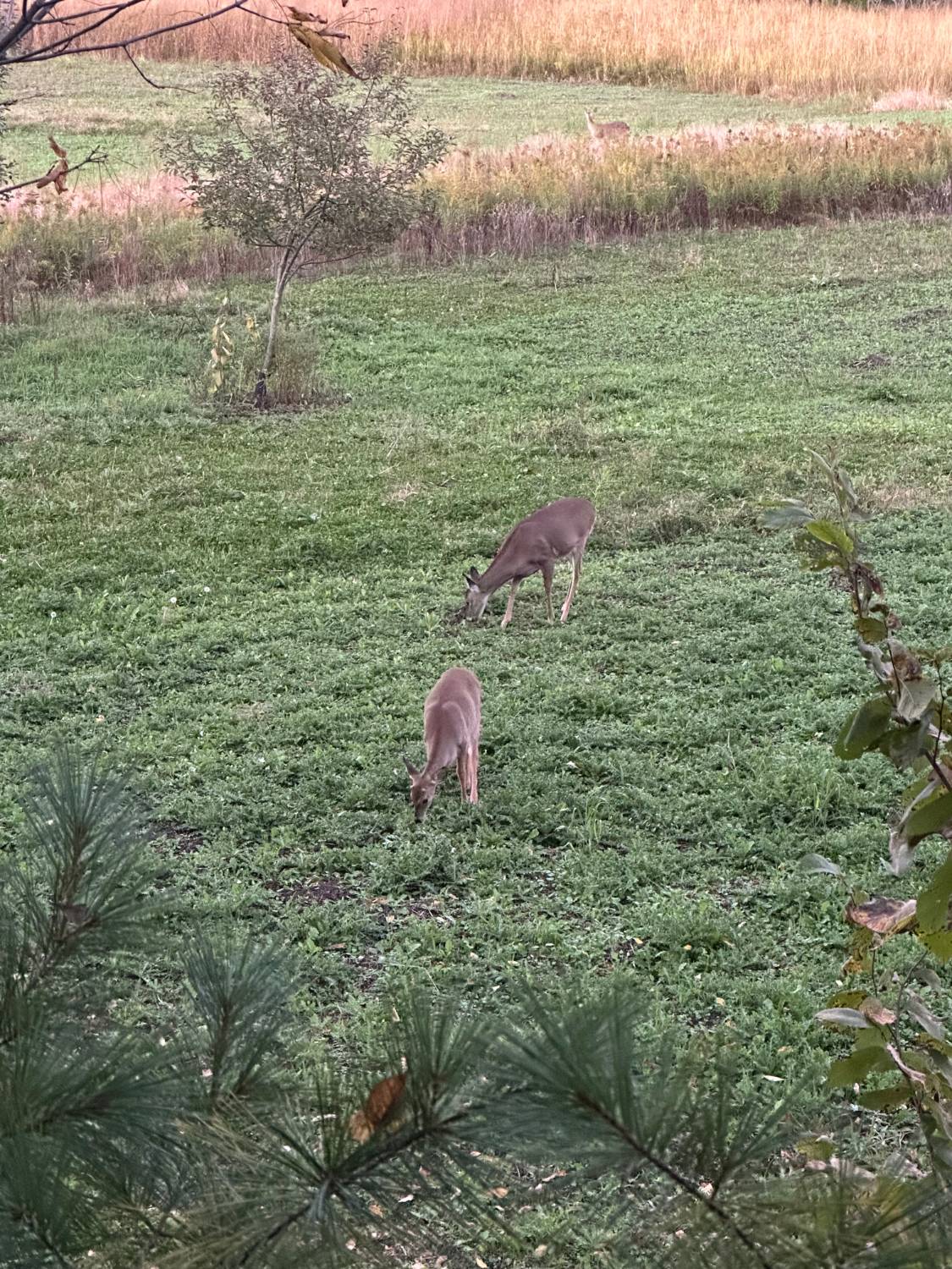 Two does feeding in a Buck Max food plot