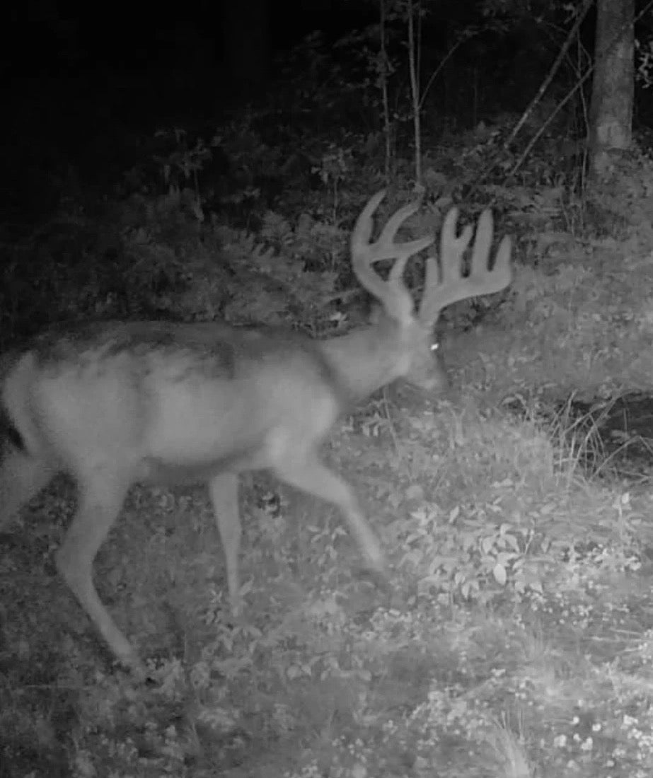 Trail camera photo of a velvet buck at night